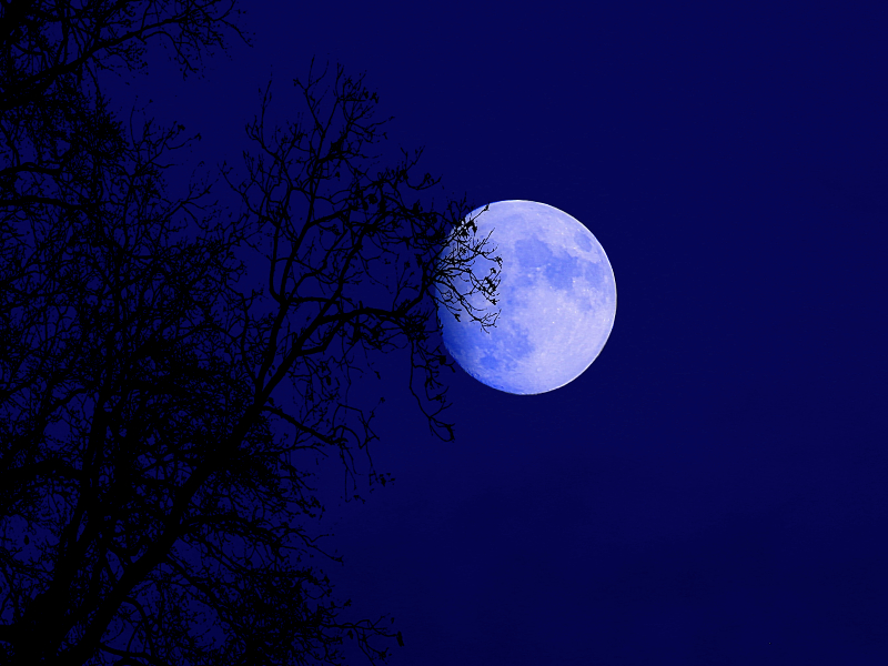 A light blue full moon on a navy sky, with a black silhouette of a bare tree in front of it.
